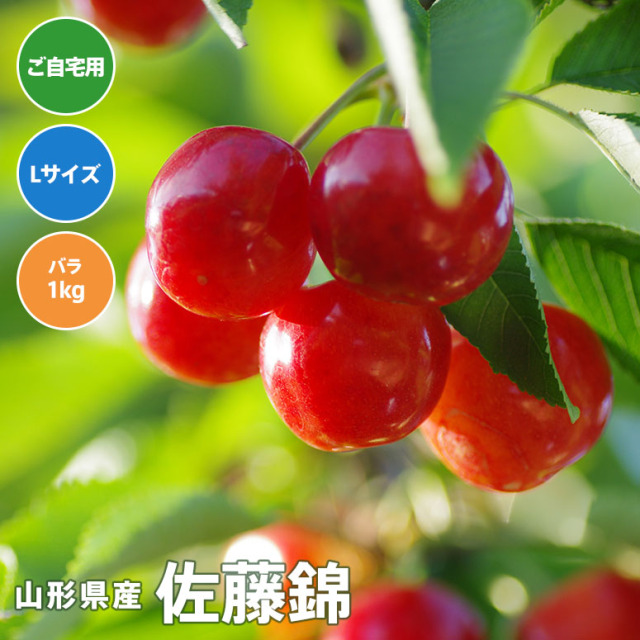 【ご自宅用・送料無料】さくらんぼ佐藤錦 Lサイズ　バラ詰め 1kg【6月10日～30日にかけて出荷予定】