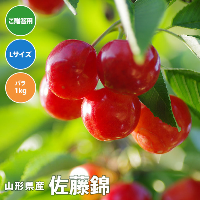 【贈答用・送料無料】さくらんぼ佐藤錦 Lサイズ　バラ詰め 1kg【6月10日～30日にかけて出荷予定】