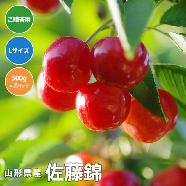 【送料無料】さくらんぼ佐藤錦 Lサイズ　500gパック詰め×2【6月10日～30日にかけて出荷予定】