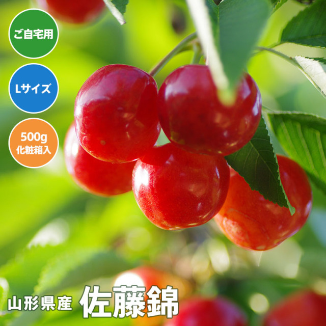 【送料無料】さくらんぼ佐藤錦　Lサイズ　500g化粧箱入り【6月10日～30日にかけて出荷予定】