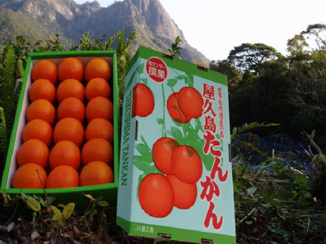 【屋久島産】タンカンMサイズ（満杯詰）家庭用　２月14日～2月末日【期間限定】 10kg