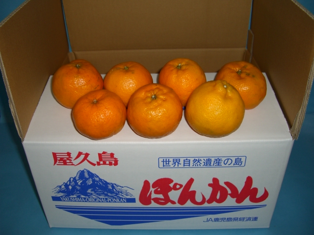 【屋久島産】ポンカン　家庭用Ｍサイズ（満杯詰）１０ｋｇ　１２月１３日～２１日【期間限定】