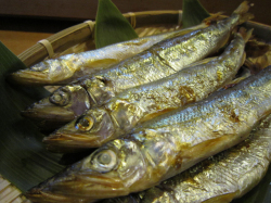 厳選　北海道常呂町　サロマ湖産　きゅうり魚一夜干し(冷凍）　1パック(約350ｇ8～14匹）