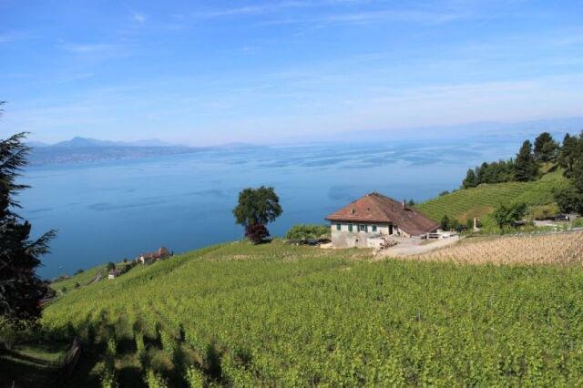 世界遺産ラヴォーのブドウ段々畑」ピノ・ノワール・クロワ・デュプレ