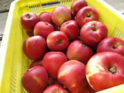 紅玉　コンテナ