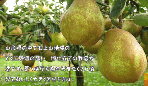 棚仕立てのラフランス