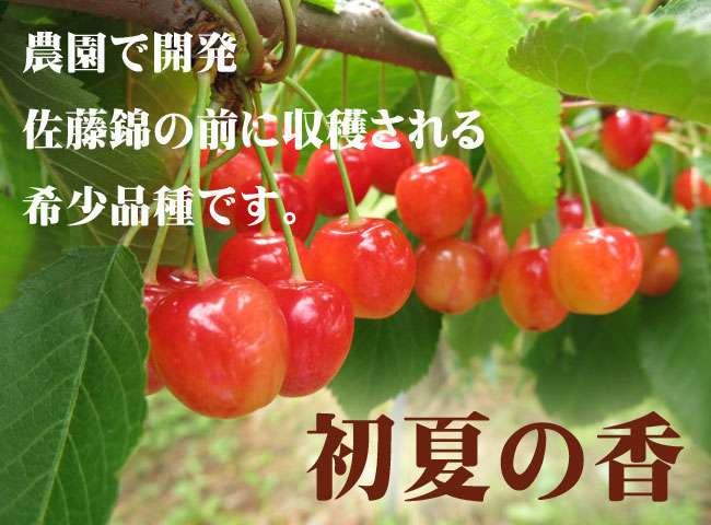 初夏の香トップ650