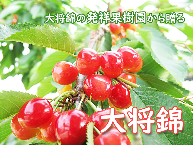 家庭用大将錦