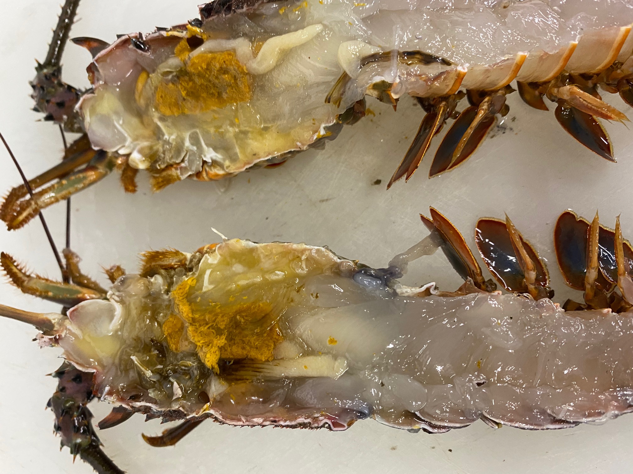 伊勢海老のひもの