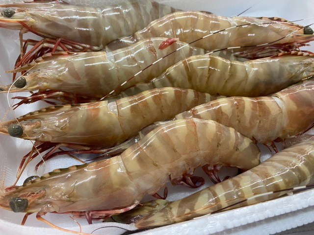 天然有頭えび（中）