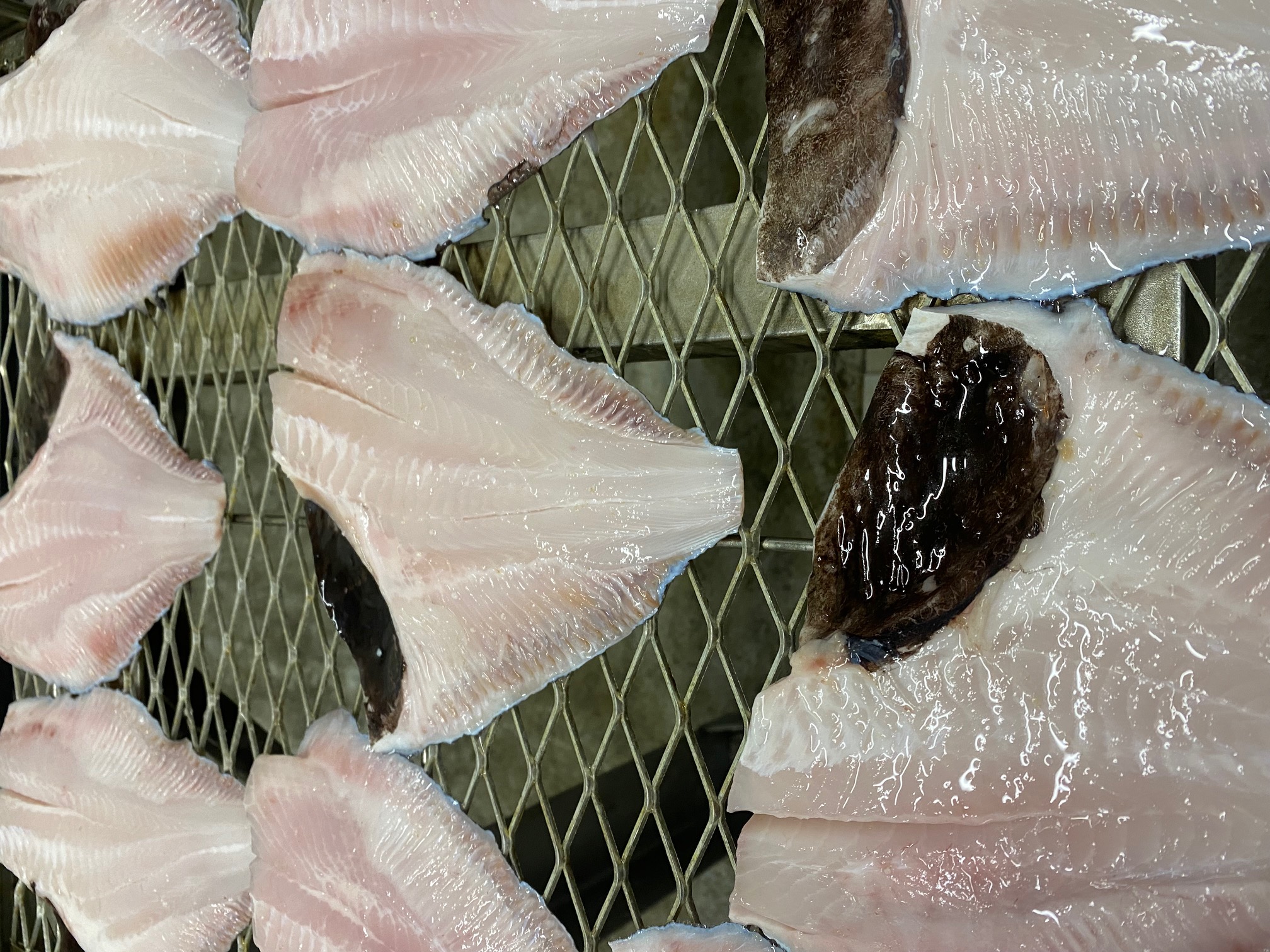 まとうだいのひもの