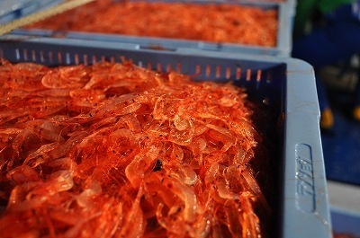 生桜えび【秋漁新物】