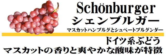 シェンブルガー