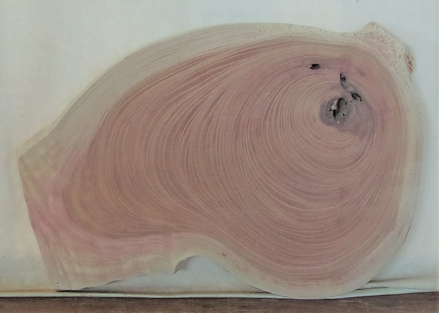 【送料・手数料無料】　山成林業　特小無垢一枚板 KE-５８３　ケヤキ看板に最適