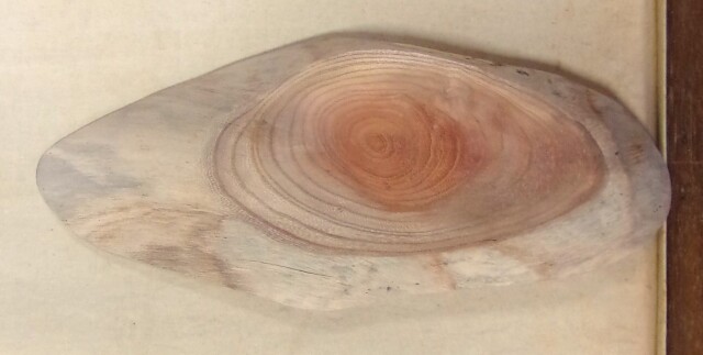 【送料・手数料無料】　山成林業　特小無垢一枚板　 KE-７６２　ケヤキ看板に最適