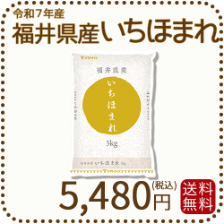 福井県産 いちほまれ 5kg 令和7年産 ヤマトライス 本店