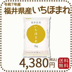 福井県産 いちほまれ 5kg 令和7年産 特A