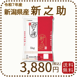 ＜7年産終売＞ 新潟県産 新之助 5kg 令和7年産 白米