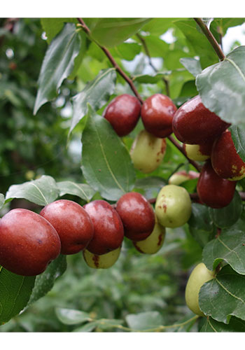 薬膳おやつ なつめアーモンド　25g