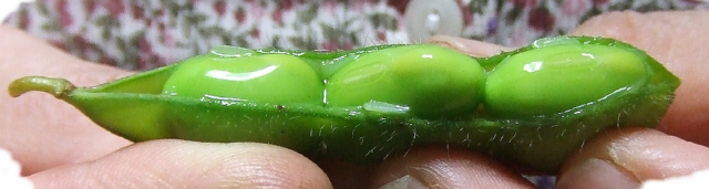 肴豆
