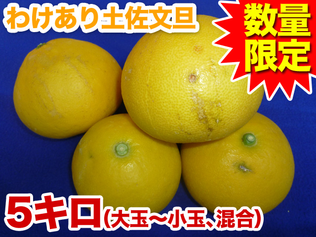 訳あり 土佐文旦 送料無料