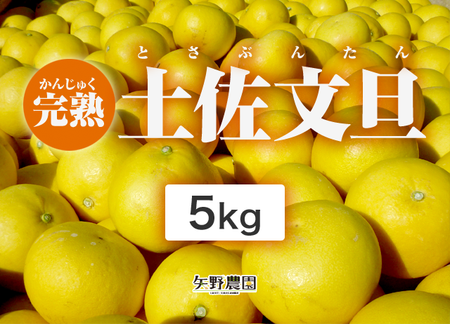 矢野農園の完熟土佐文旦5kg