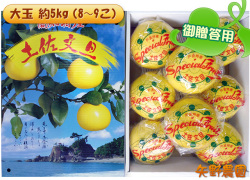 土佐文旦(ぶんたん)御贈答用大玉約5kgムッキーちゃん1個付き（8～9こ