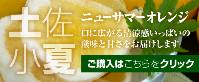 【スライド】土佐小夏