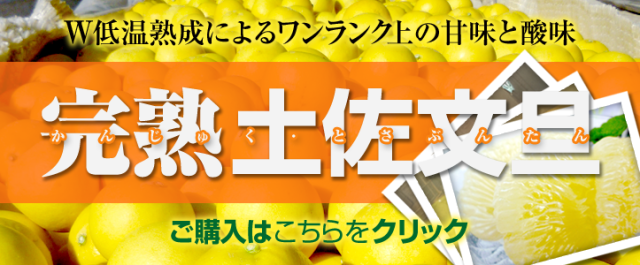 【スライド】完熟土佐文旦