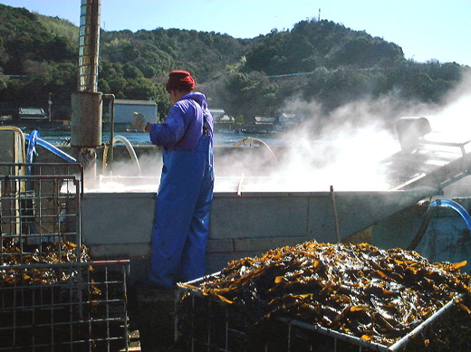 採れたての鳴門わかめを約８０℃で５～６分釜揚げします。
