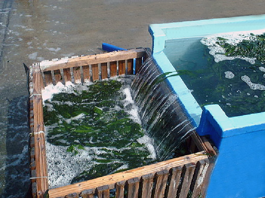 ほど良く湯掻いた鳴門わかめを海水で冷やします。