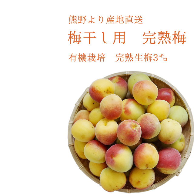 無農薬 無肥料で育てた南高完熟生梅 完熟梅 梅干し専用の生梅 和歌山の南高梅専門店が産地直送 通信販売 でお届け