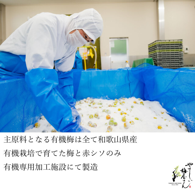 紀州 和歌山より有機栽培(無農薬・無化学肥料)で育てた南高梅を種を 紀州 和歌山より有機栽培(無農薬・無化学肥料)で育てた南高梅を種を