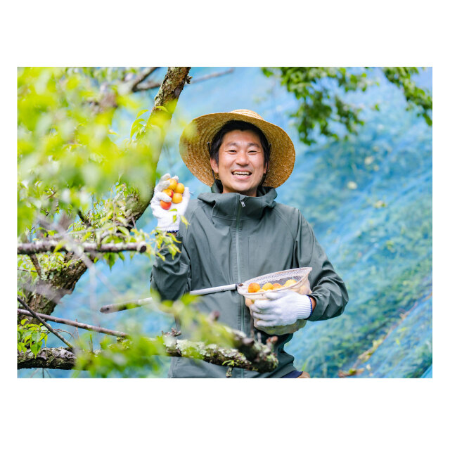 農薬不使用 梅 5kg『花花花花』 数量限定】【予約品5月31日締切】有機・吉野の梅（梅干用） 5kg
