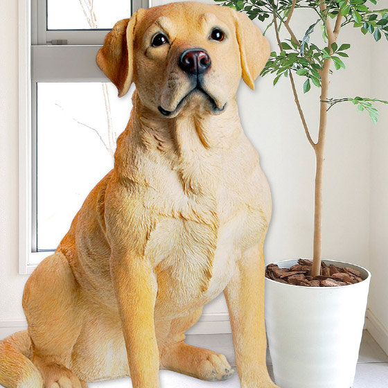 お座りラブラドール レトリバー inu