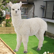 左向きに立つアルパカ（大） animal