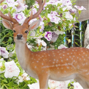エゾジカ（特大） animal