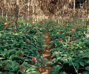 希少価値の高い田七人参