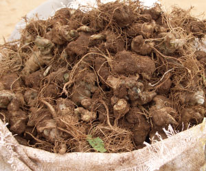 栄養をそのまま無添加パウダーに