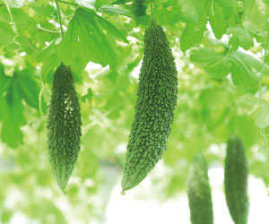 貴重な大分県産有機栽培