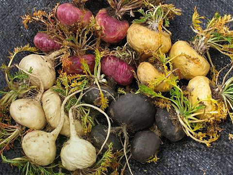 フンニ県ボンボン高原産のマカ