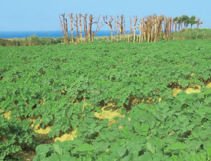 伝統的な野草「長命草」