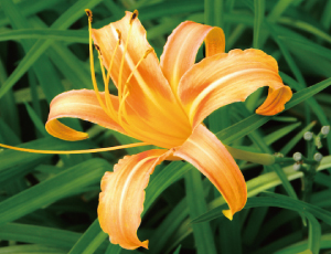 沖縄の伝統野菜「クワンソウ」