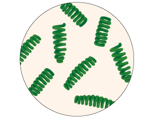 あらゆる動植物の起源