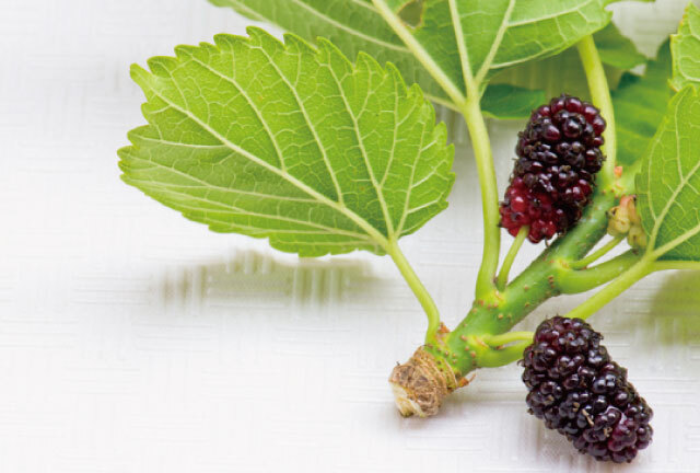 手間ひまかけて作られている桑の葉