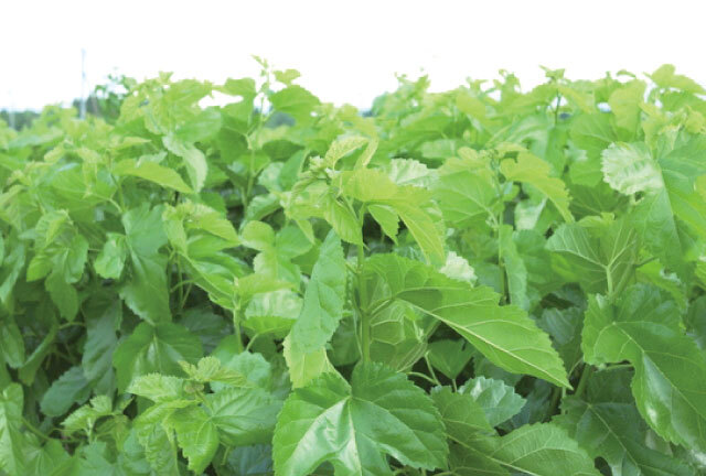 GABAやビタミン･ミネラルたっぷり!!