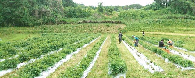 大和当帰(やまととうき)とは