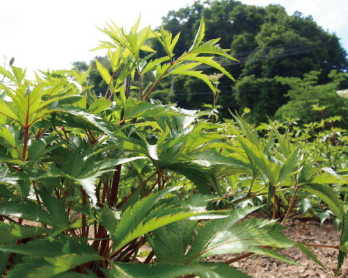 大和当帰(やまととうき)とは