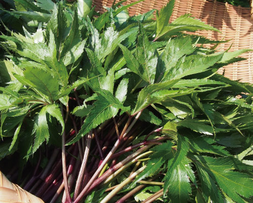 大和当帰葉(やまととうきは)について