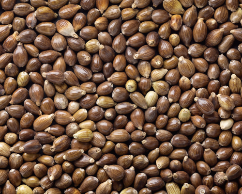 美容に絶大な人気の「ハトムギ」